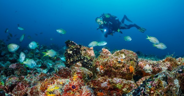 Buceo Especialidad Fish Identification