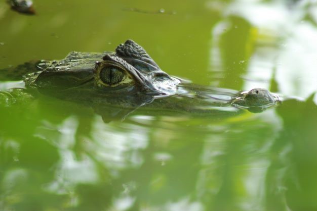 Ecológico