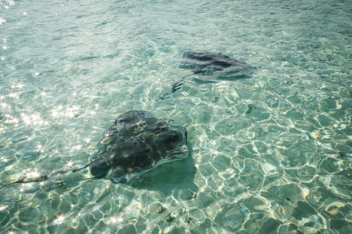 avistamiento de mantarrayas en la zona del acuario.